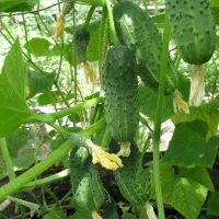 купить семена Огурец Феникс + Феникс плюс, Дуэт, салатный