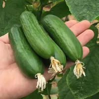 купить семена Огурец Герольд