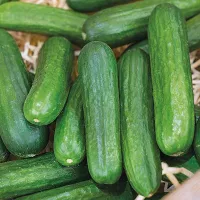 купить семена Огурец Герольд
