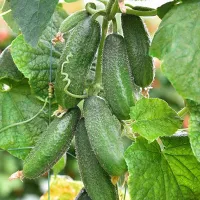 купить семена Огурец Хоббит