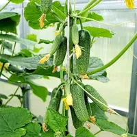 купить семена Огурец Хоббит