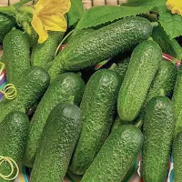 купить семена Огурец Компонист Р3 F1