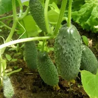 купить семена Огурец Компонист Р3 F1