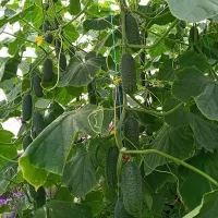 купить семена Огурец Лист F1