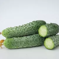 купить семена Огурец Мамлюк