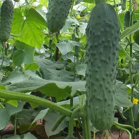 купить семена Огурец Мамлюк