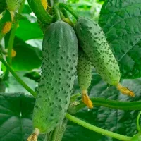 Купить семена Огурец Мареса F1