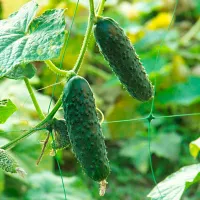 Купить семена Огурец Мареса F1