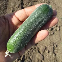 купить семена Огурец Монолит