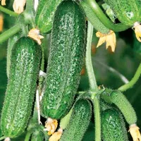 купить семена Огурец Монолит