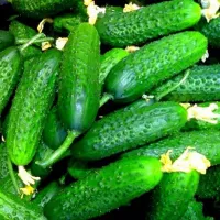 купить семена Огурец Муромский 36