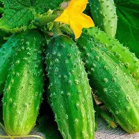 купить семена Огурец Муромский 36