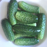 купить семена Огурец Петербургский экспресс