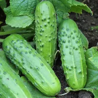 купить семена Огурец Петербургский экспресс