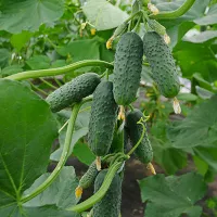 купить семена Огурец Платоша корнишон