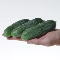 купить семена Огурец Платоша корнишон
