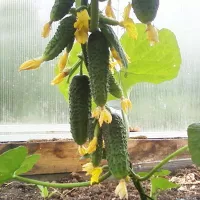 купить семена Огурец Ранняя Пташка