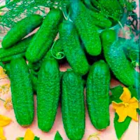 Купить семена Огурец Ребятки с грядки F1