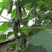 купить семена Огурец Рубинштейн F1