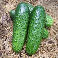 купить семена Огурец Рубинштейн F1