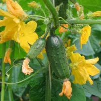 купить семена Огурец Шмель опылитель