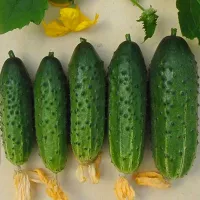 купить семена Огурец Шмель опылитель