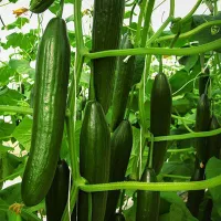 купить семена Огурец Стелла