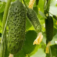 купить семена Огурец СВ 4097 ЦВ F1 пучковый