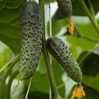 купить семена Огурец СВ 4097 ЦВ F1 пучковый