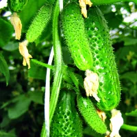 Купить семена Огурец Волжский