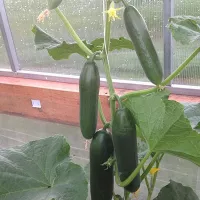 купить семена Огурец Зена F1 (гладкие огурцы)