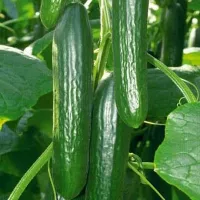 купить семена Огурец Зена F1 (гладкие огурцы)