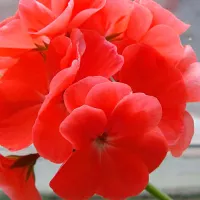 Купить Пеларгония зональная Йитка F1