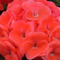 Купить Пеларгония зональная Йитка F1