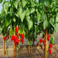 купить семена Перец Фьюджи