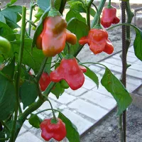 купить семена Перец-колокольчик Спрут Новогодний