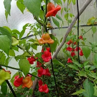 купить семена Перец-колокольчик Спрут Новогодний