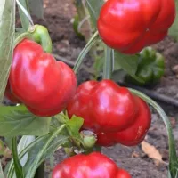 купить семена Перец сладкий Фон Барон красный