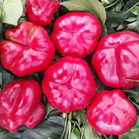 купить семена Перец сладкий Фон Барон красный