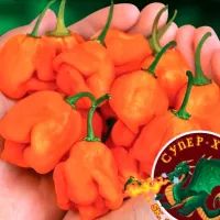 Купить семена перец Тринидадский скорпион оранжевый