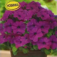 Купить семена Петуния Мамбо F1 фиолетовая многоцветковая
