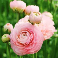 Купить семена Ранункулюс Цветущая долина розовая F1