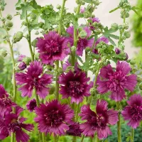 Купить семена Шток-роза Пурпурная Королева махровая