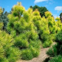 Купить семена Сосна Тунберга Pinus thunbergii