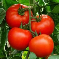 Купить семена Томат Алпатьева 905