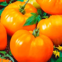 Купить семена Томат Алтайский оранжевый