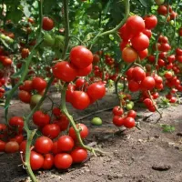 Купить семена Томат Бони ММ