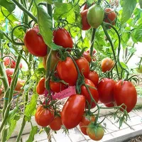 Купить семена Томат Даренка серия Макси