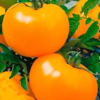 Купить семена Томат Детская сладость Золотая