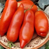 Купить семена Томат Дядя Степа